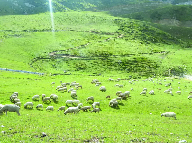 Un troupeau de mouton en pâture dans un champs.