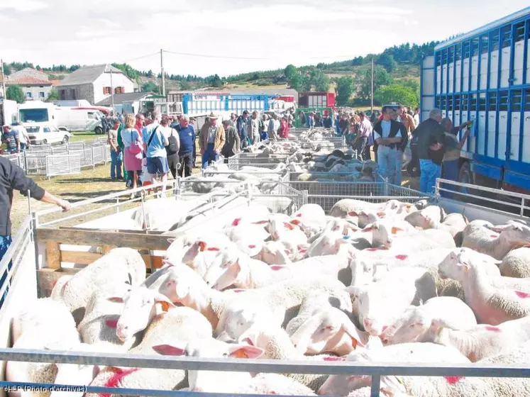 Plus d’un millier d’agneaux est vendu chaque année à la foire de Thoras.