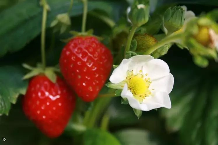 La saison 2011 est presque terminée en fraises.