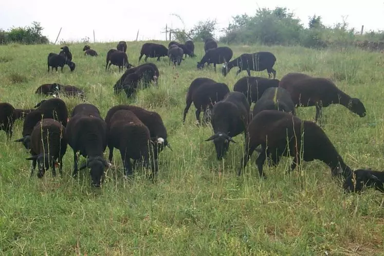 L’élevage à l’herbe et en particulier la production ovine, sont les grands gagnants de ce bilan de santé de la PAC.