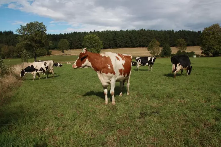 Dans un communiqué le 30 mars, la FNPL appelle les producteurs de lait à «prendre part à l’effort collectif pour lisser les volumes de lait dus au pic printanier annuel et à la mise à l’herbe des troupeaux».