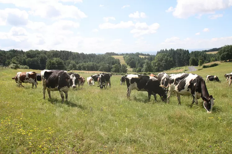 Vaches laitières au pâturage