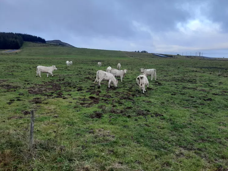 Prairie du Mézenc ravagée par les campagnols terrestres, et pâturées par des génisses.