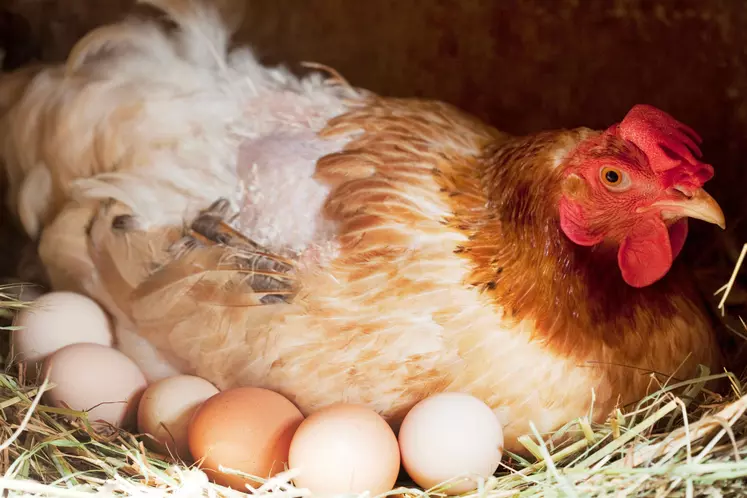 Poule au nid avec des oeufs