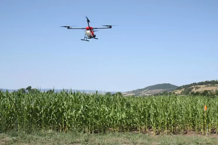 à Siaugues, le drone vole 3 mètres au dessus du maïs pour larguer les graines de couverts végétaux.