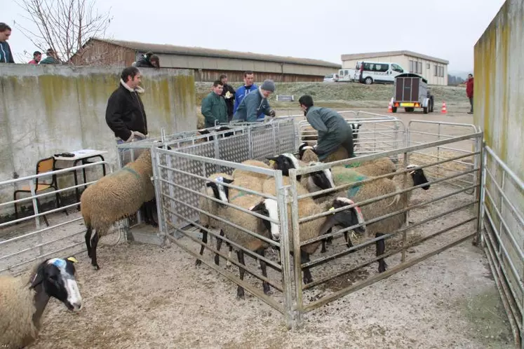 Les Ovinpiades : une belle promotion pour la production ovine.