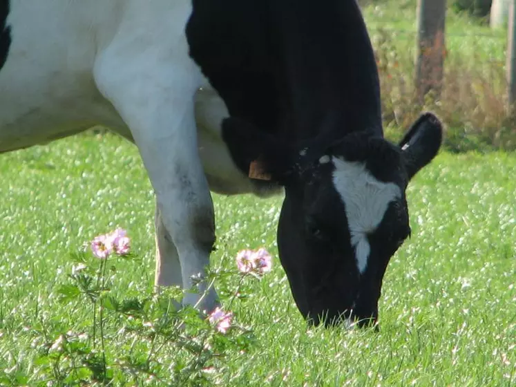 Sous nos climats, les prairies stockent en moyenne autant de carbone que les forêts, tant qu’elles ne sont pas labourées.