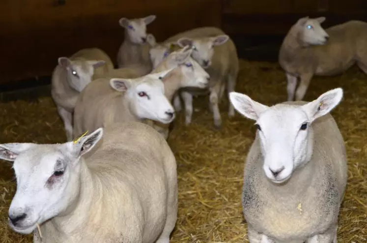 Parmi les nouveautés de l’aide ovine 2015, un critère à respecter est le ratio de productivité minimal, à 0,4 agneau vendu/brebis/an.