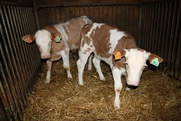 Les Veaux des Monts du Velay et Forez sont exclusivement nourris 
au lait entier.