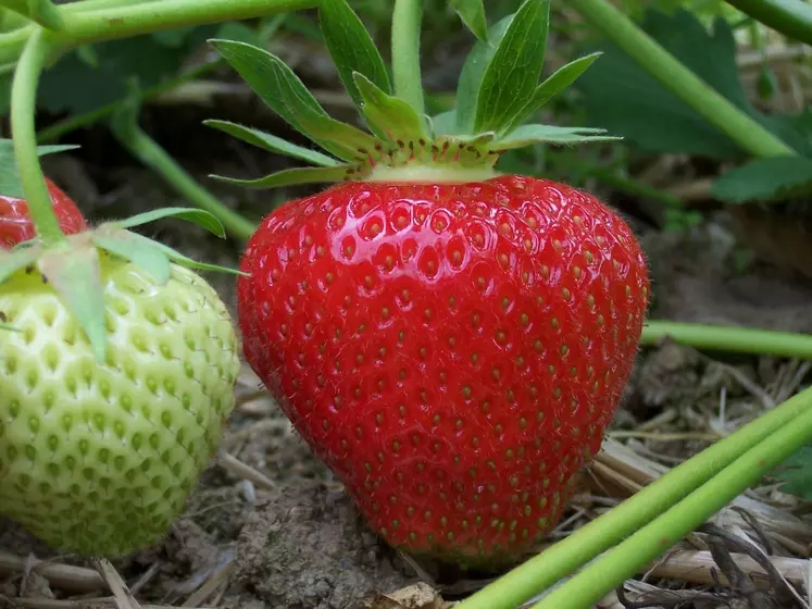 Rendements en fraises très hétérogènes