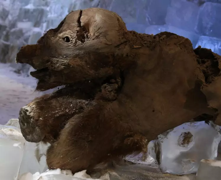 Khroma, le bébé mammouth le plus vieux du monde sera présenté en exclusivité mondiale au musée Crozatier du Puy-en-Velay. Son état de conservation était tellement bon qu’un renard polaire a mangé sa trompe et sa réserve de graisse juste avant d’être découvert par un chasseur.