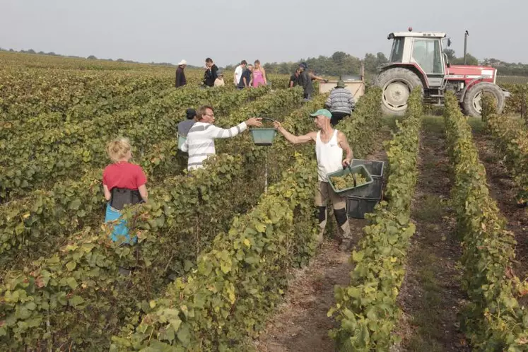 En 2014, c’est la viticulture qui tire son épingle du jeu.