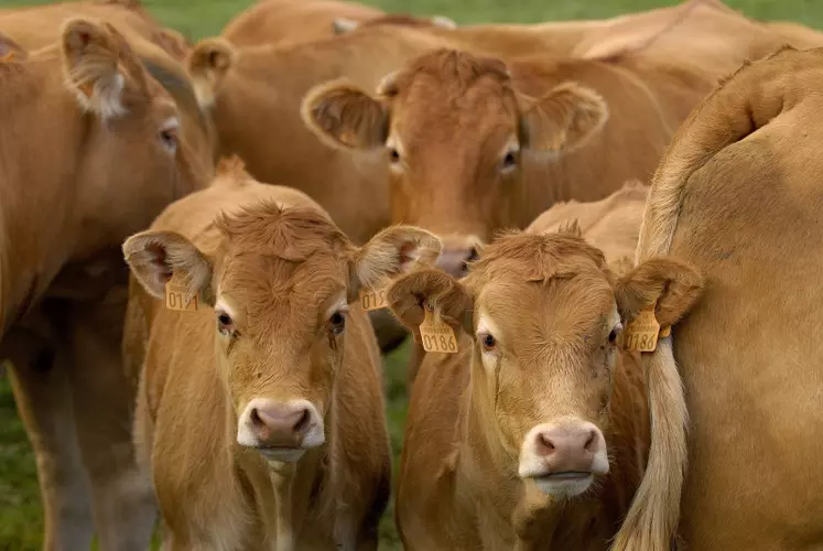Tous les animaux devraient être vaccinés d’ici la fin avril.