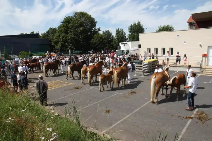 Les sections défilaient pour montrer tous les atouts des Comtois et le travail génétique conduit par les éleveurs.