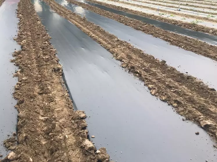 Ce nouveau film de paillage est testé sur 1 000 m2.