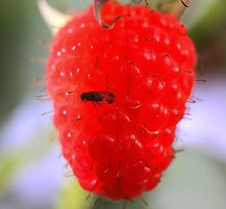 Drosophila suzukii, un insecte de 3 mm de long. Reconnaissable grâce à sa couleur rousse (noire pour les autres types de drosophiles) et aux tâches sombres localisées sur ses ailes pour les mâles.