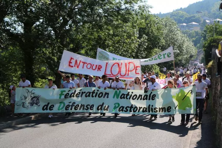 Jeudi 26 juillet au matin, 1500 brebis sont entrées dans Mende. La veille, elles avaient fait le chemin 
du Mont Lozère jusqu’aux hauteurs de la ville.