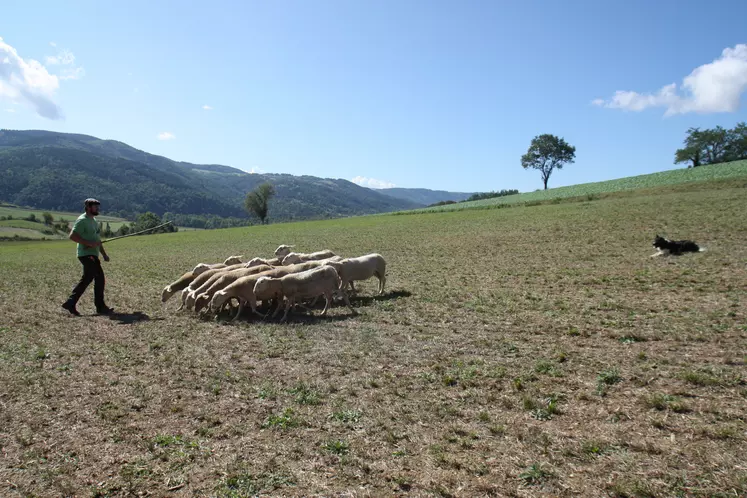 Chien de troupeau Border Collie sur troupeau ovin