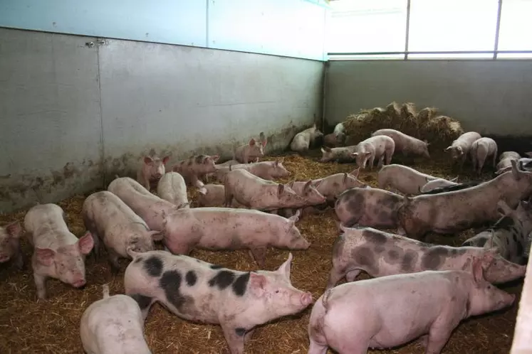 Dans cette affaire, les porcs n’y sont pour rien ! Le virus H1N1 qui circule au Mexique se transmet d’homme à homme par voie respiratoire.