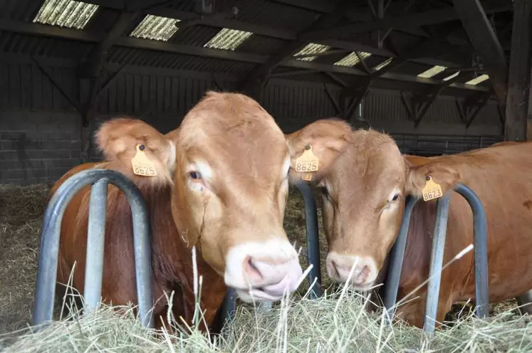 Les exportations de bovins continuent non sans angoisse sur le devenir des échanges.