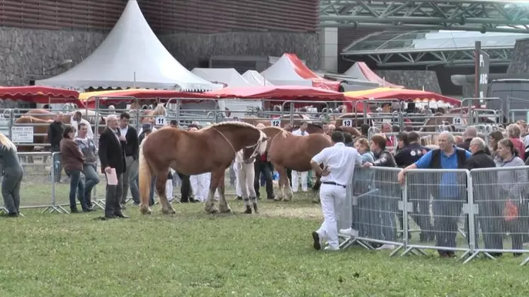 Le Sommet de l'Elevage, c'est 300 chevaux de 16 races différentes dont 9 races de Trait Français.