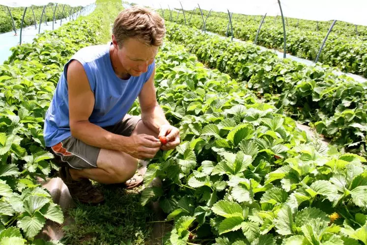 Eric Pauchon contrôle la maturité de ses fraises.