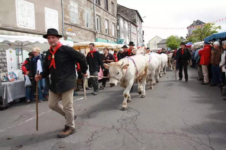 Les animaux Fin Gras du Mézenc ont défilé dans les rues de Fay/Lignon sous les applaudissements du grand public.