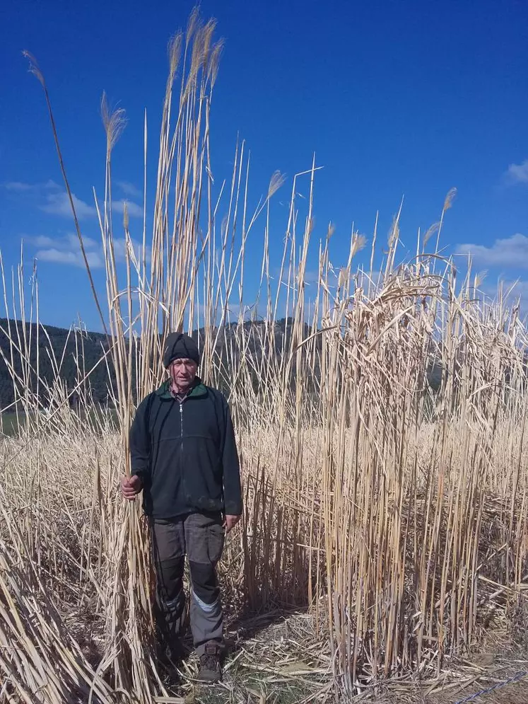 M. Pradier dans sa parcelle de miscanthus avant récolte.
