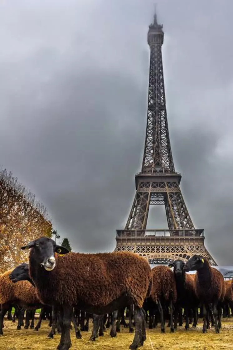 Les moutons étaient à Paris fin 2014 pour interpeller l’État sur l’incompatibilité entre loup et pastoralisme.Les attaques continuent…