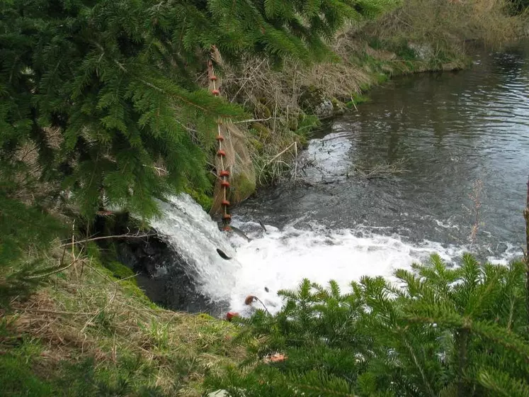 Les truites grandissent dans les eaux du Lignon.