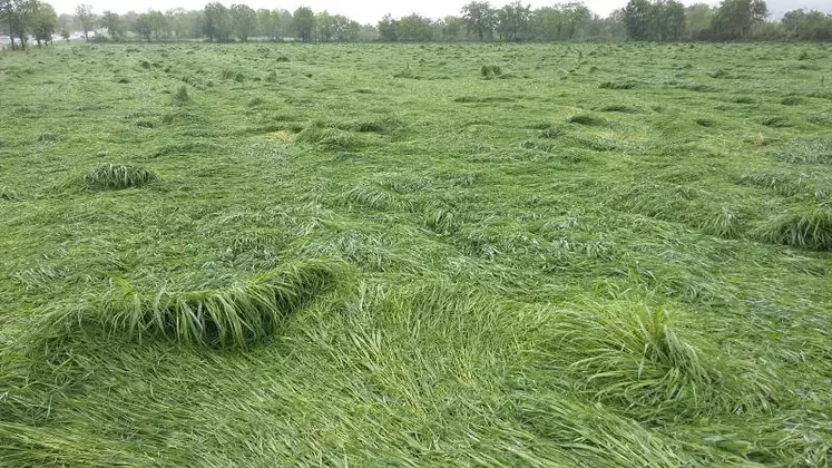 Céréales et prairies ont gravement souffert des chutes de neige et des excès d'eau.