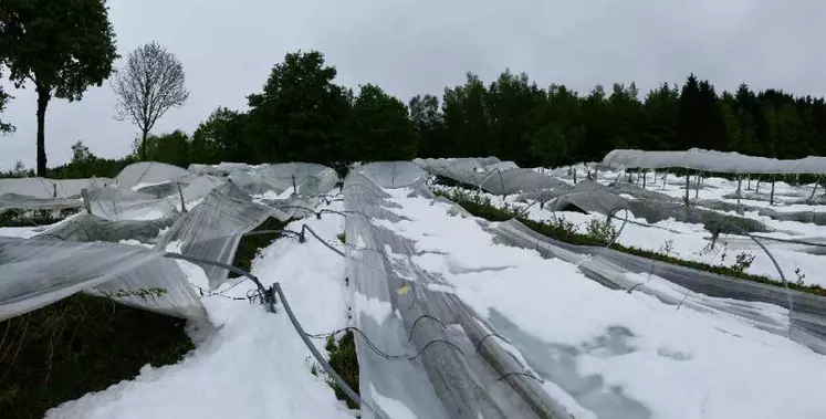 150 tunnels abritant des cultures de fruits rouges ont été détruits.