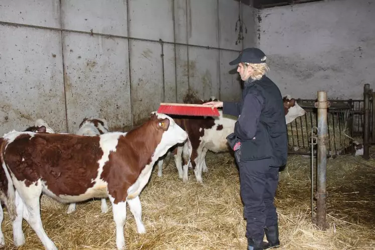 Éviter les accidents en travaillant en sécurité avec ses bovins.