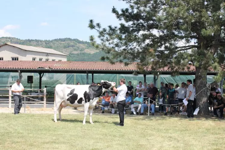Enigme, mère à taureaux qui a fait la fierté 
de l’élevage Prim’Holstein de Haute-Loire.