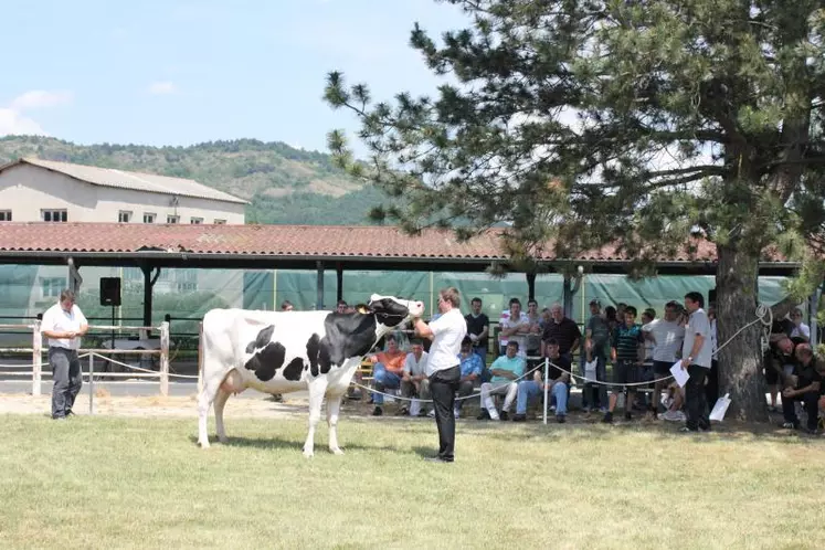 Enigme, mère à taureaux qui a fait la fierté
de l’élevage Prim’Holstein de Haute-Loire.