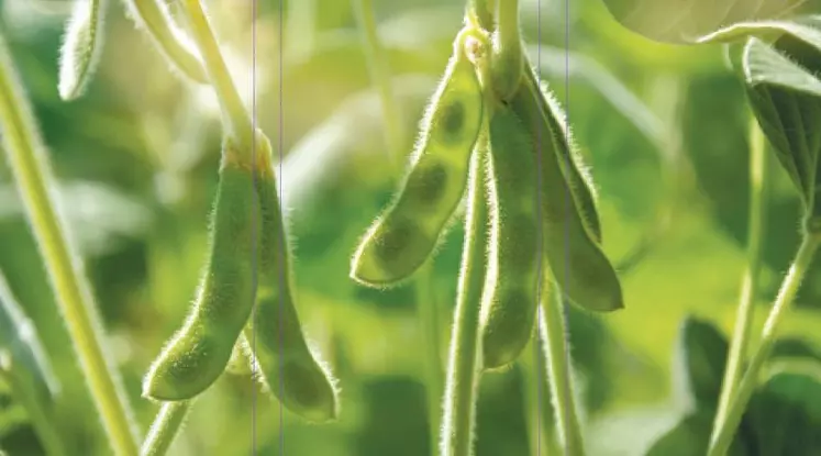 Le plan protéines sera doté de 100 millions d’euros avec pour objectif principal de réduire les importations de soja