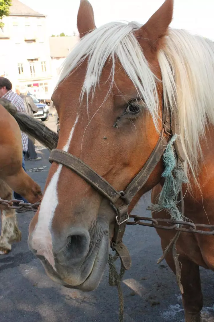 Le concours départemental de chevaux de trait aura lieu le samedi 12 octobre à Landos.
