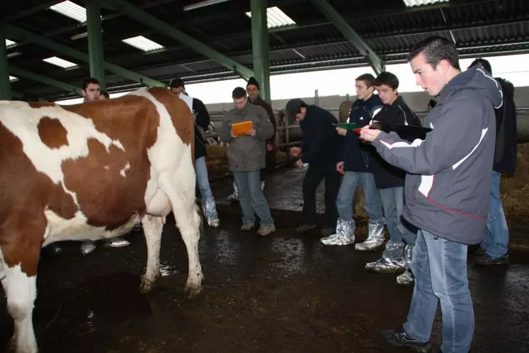 Devant une vache laitière, les candidats ont tenté d’approcher le jugement du jury.