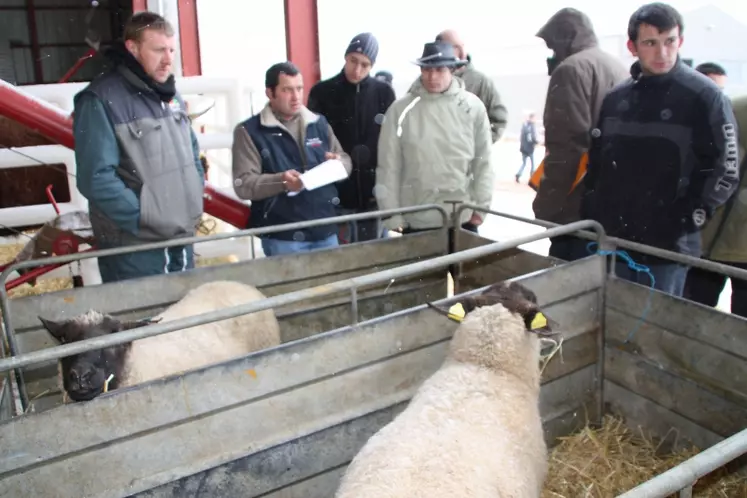 Certains candidats s’étaient inscrits en section ovine.