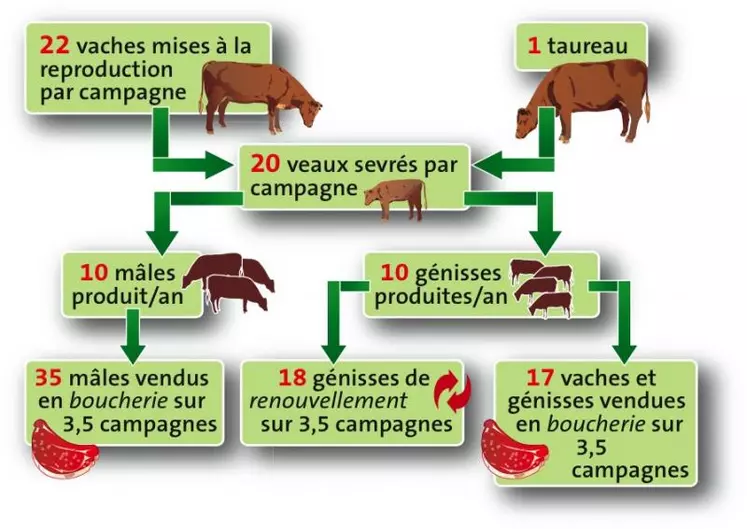 Schéma de production pour 1 reproducteur mâle.