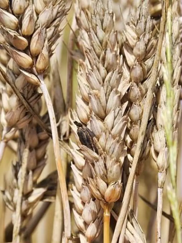 La présence d’ergot ne constitue pas systématiquement un danger