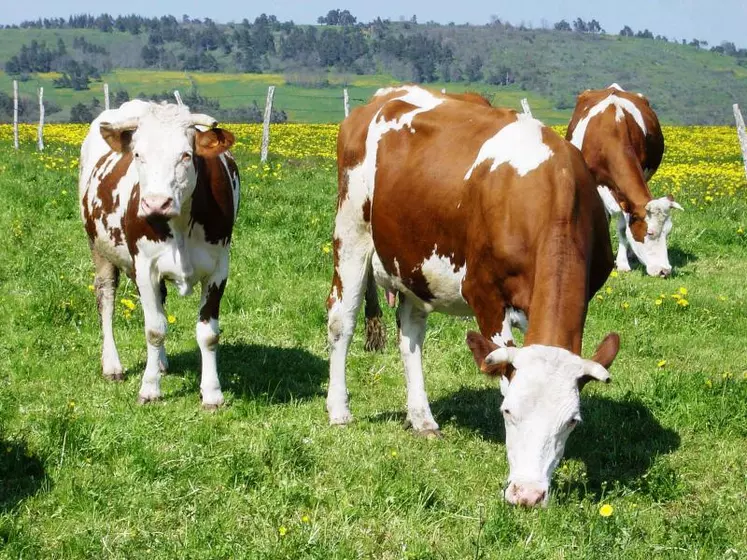 Avec les Pyrénées, le Massif central est le territoire où le nombre de vaches laitières a le plus fortement diminué ces dernières années.