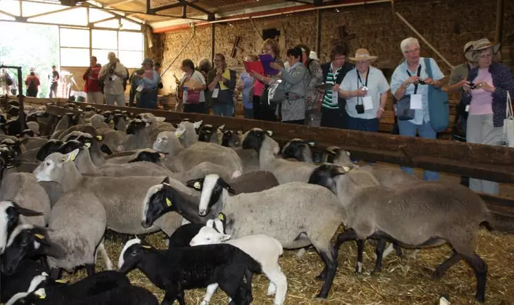 Equipés de leur appareils photos et tablettes, les membres de la délégation ont pris de nombreuses photos de nos moutons pigmentés. Cette délégation était conduite par Pierre Del Porto, zootechnicien et Amélie Quenet de l'agence D Tour.