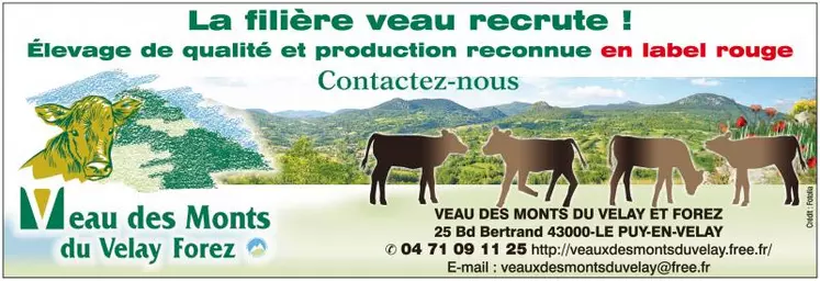 La filière "veau de lait" recrute