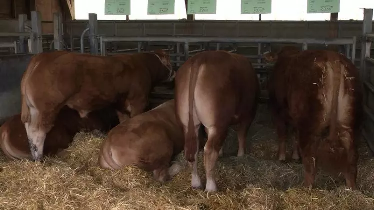 Reproducteurs Limousins