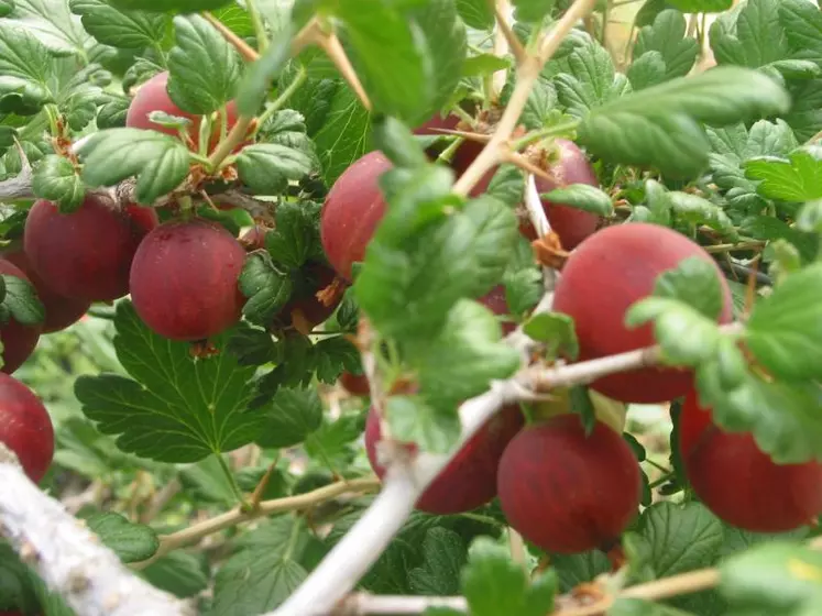 Fruits rouges des Monts du Velay