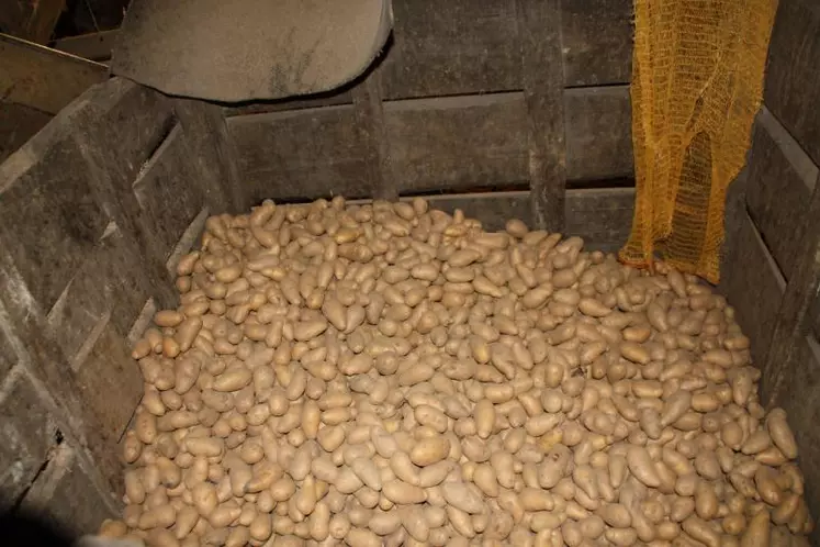 Pommes de terre bio et larque Gerzenc
