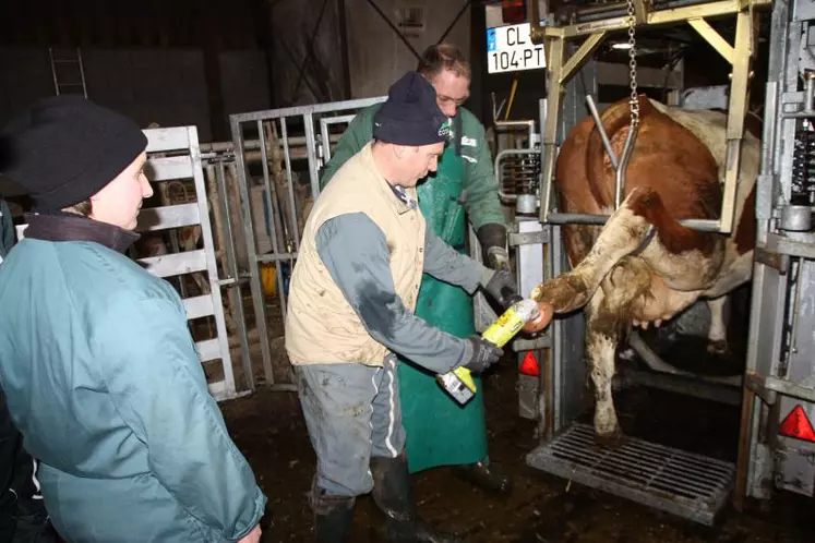 Les éleveurs se sont initiés à la technique du parage sur les vaches du troupeau montbéliard du Gaec de l’Erosion au Monastier.