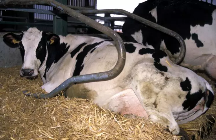 A un moment donné dans la journée, l’éleveur doit observer 80% de vaches couchées dans son bâtiment.