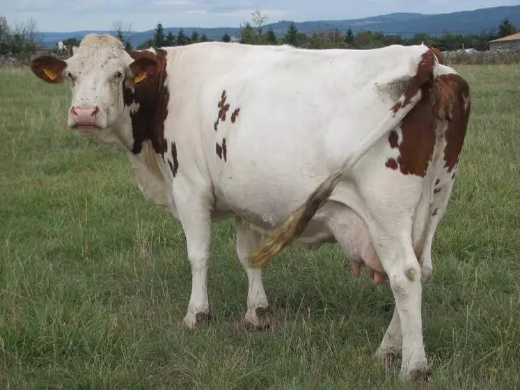 Le traitement des vaches laitières au tarissement sera la seule solution pour lutter contre la grande douve et le paramphistome.